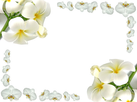 cadre de frangipaniers et d'orchidées