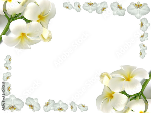 clipart gratuit orchidée - photo #37