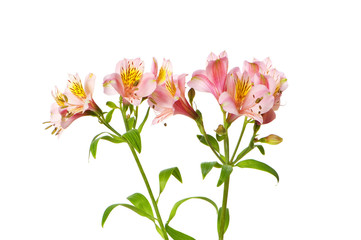 Fototapeta na wymiar Kolorowe lilie izolowana na białym tle