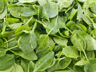 Fototapeta na wymiar Perfect baby spinach greens salad