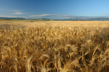 field with ears