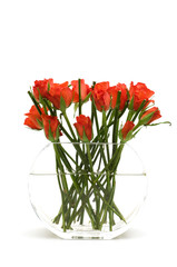 red roses in the vase on white background