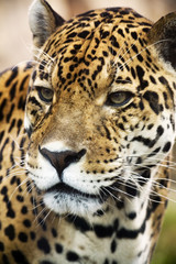 Naklejka na ściany i meble Close up Leopard Portrait