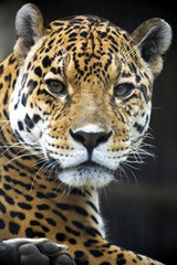 Fototapeta na wymiar Bliska, Portret Leopard