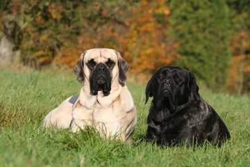 deux vieux mastiffs en plein repos