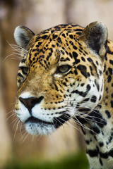 Fototapeta na wymiar Close up Leopard Portrait