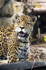 Fototapeta na wymiar Close up Leopard Portrait