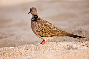 Pigeon @ Beach