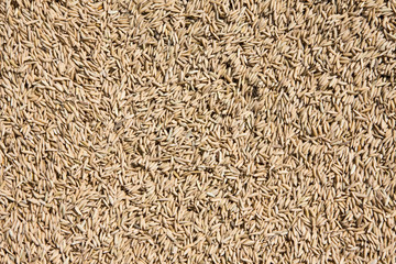 Rice Texture