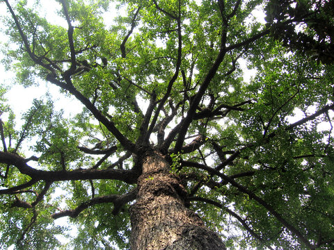 Ancient ginkgo tree