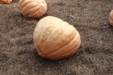 Calabazas
