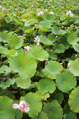 Water Lily field