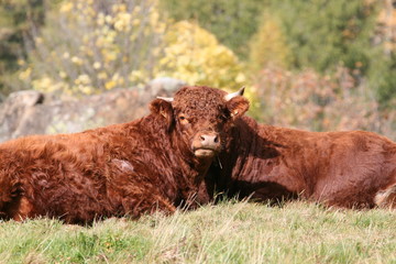 VACHES VALLON DE BERARD. CHAMONIX