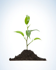 Cultivation of a young plant