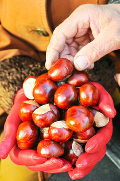 handful chestnut