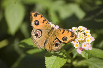 Fototapeta premium 蝶