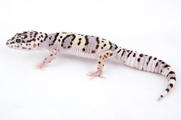 Leopard Gecko