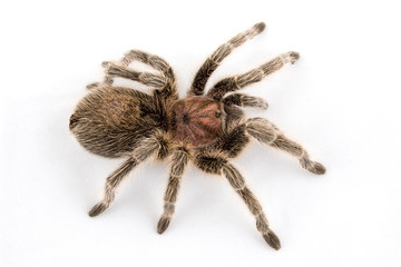 Chile Rose Tarantula