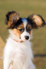 Young papillon