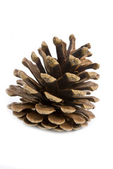 Pine Cone Isolated on White