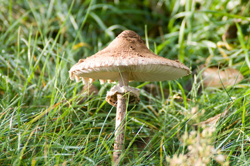 Mushroom
