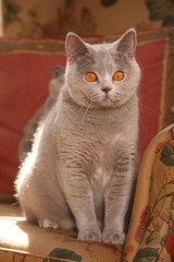 british shorthair à la maison