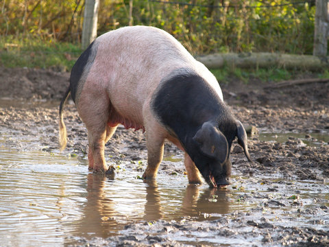 Schw&auml;bisch H&auml;llisches Schwein