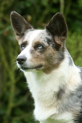 profil de la tete du welsh corgi
