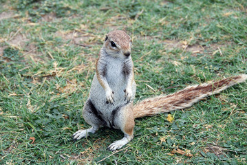 Namibia - scoiattolo
