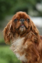 l'epagneul qui sourit timidement