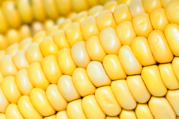 corn cobs texture
