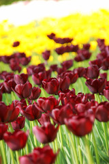 Tulips , Netherlands