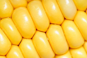 corn cobs macro texture