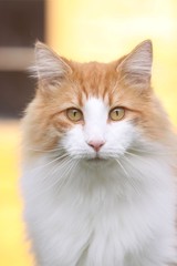 portrait du norvegien au regard fixe