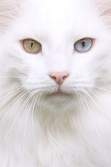 norvegien aux yeux verts et bleus vu de près