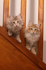 deux chatons norvegiens dans l'escalier