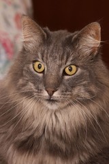 Naklejka premium portrait d'un norvégien