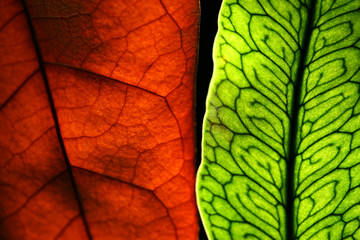 Naklejka na ściany i meble Two leaves illuminated by a back light