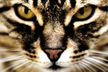 Domestic Cat