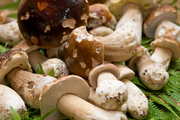 Cepes, champignon