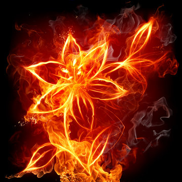 Fototapeta Fire lily