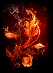 Poster Im Rahmen Feuerblume © -Misha