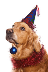 Golden retriever on white background