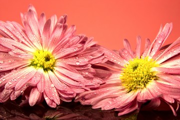 2 blüten mit tau