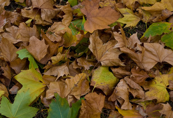 Fallen leaves