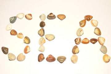 Sea shells