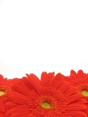 Red daisies © Pixelbliss