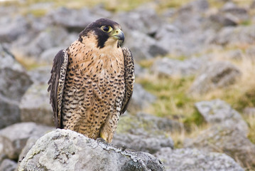 Peregrine Falcon