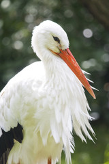 white stork