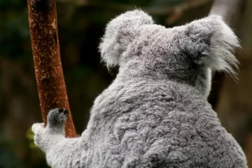 Tableaux ronds sur aluminium brossé Koala Koala